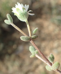 Drosanthemum karrooense
