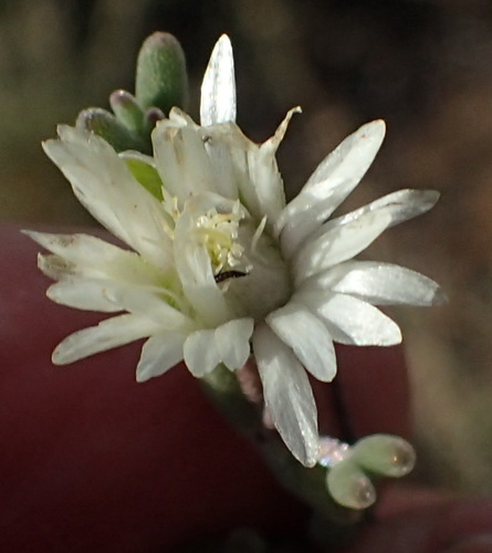 Image of Drosanthemum karrooense by (c) Nicola van Berkel, some rights reserved (CC BY-SA)