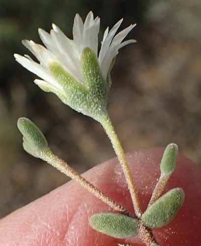Image of Drosanthemum karrooense by (c) Nicola van Berkel, some rights reserved (CC BY-SA)