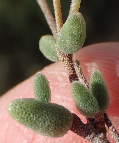 Image of Drosanthemum karrooense by (c) Nicola van Berkel, some rights reserved (CC BY-SA)