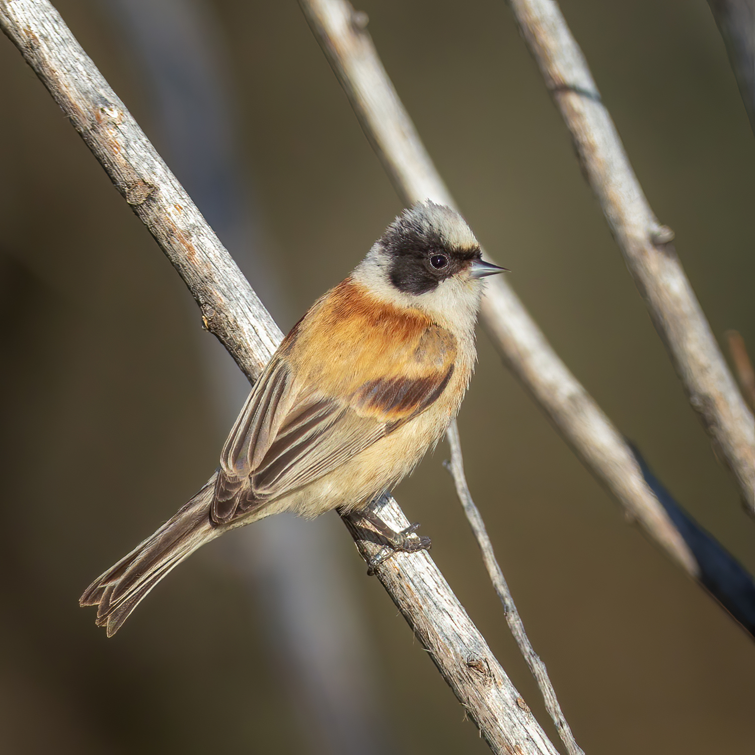 White-crowned Penduline Tit illustration