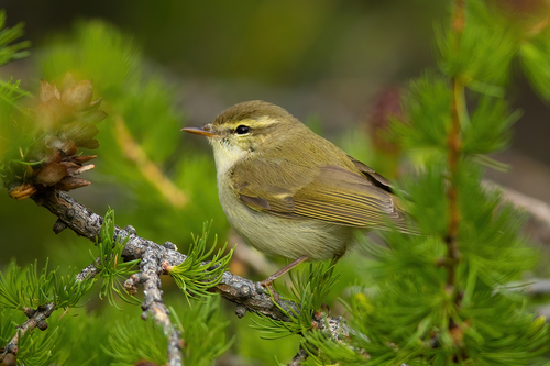 Greenish Warbler (Phylloscopus trochiloides), photo 2