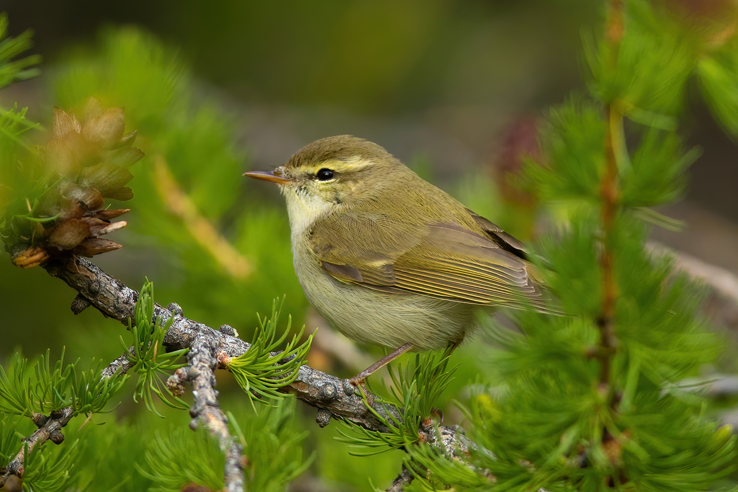 Greenish Warbler (Phylloscopus trochiloides)