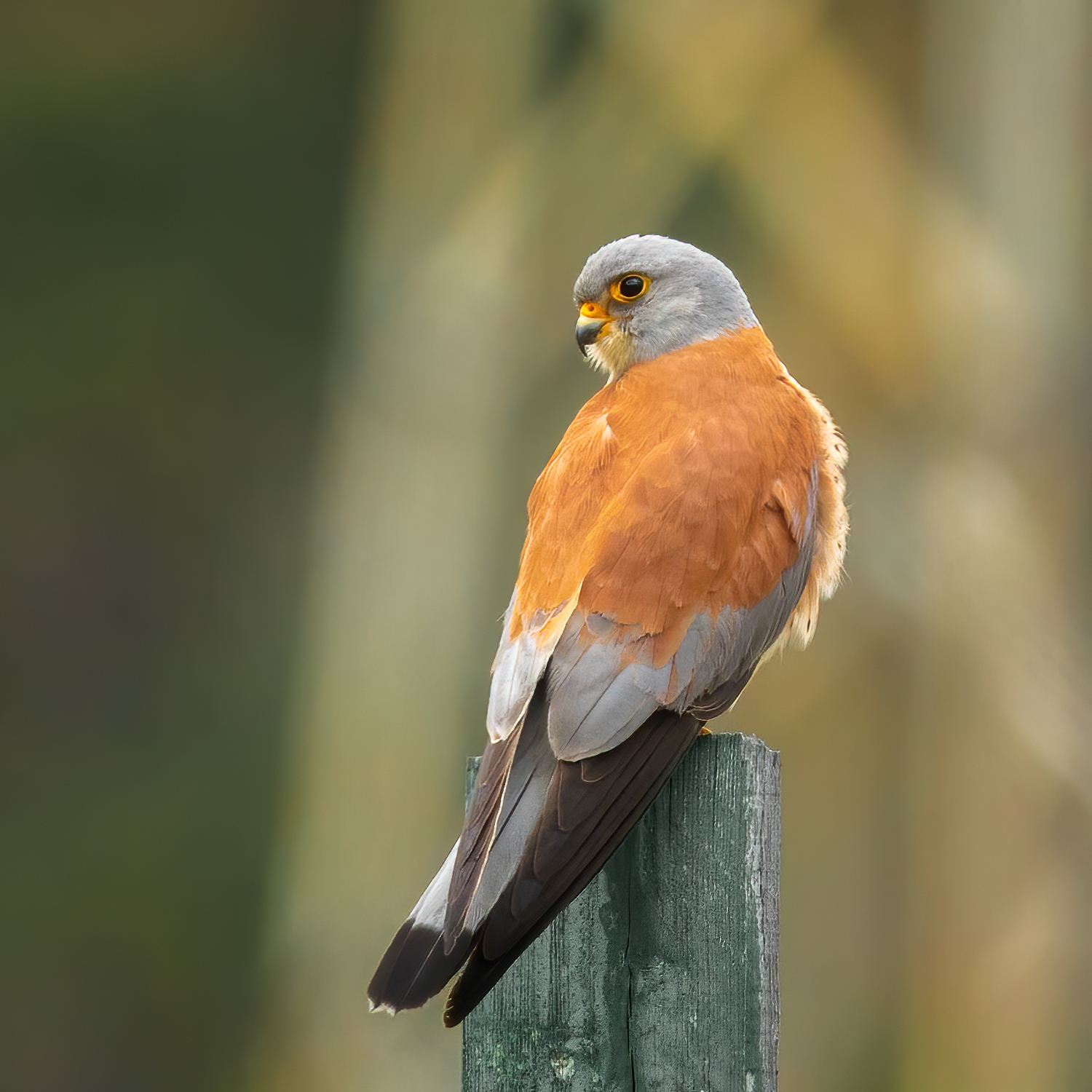 Lesser Kestrel (Falco naumanni)