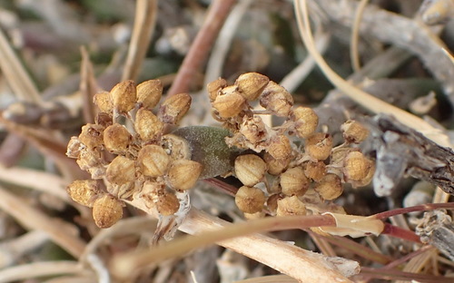 Sarcostemma tetrapterum (Decne.) Liede & Meve 3