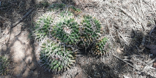 Mammillaria magnimamma