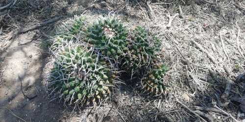 Mammillaria magnimamma