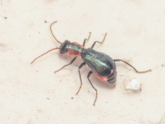 Cyrtosus cyanipennis