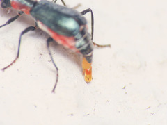 Cyrtosus cyanipennis