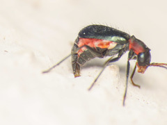 Cyrtosus cyanipennis