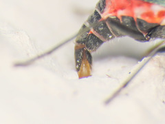 Cyrtosus cyanipennis