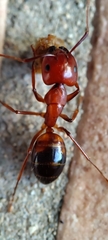 Camponotus nylanderi