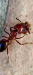 Camponotus nylanderi