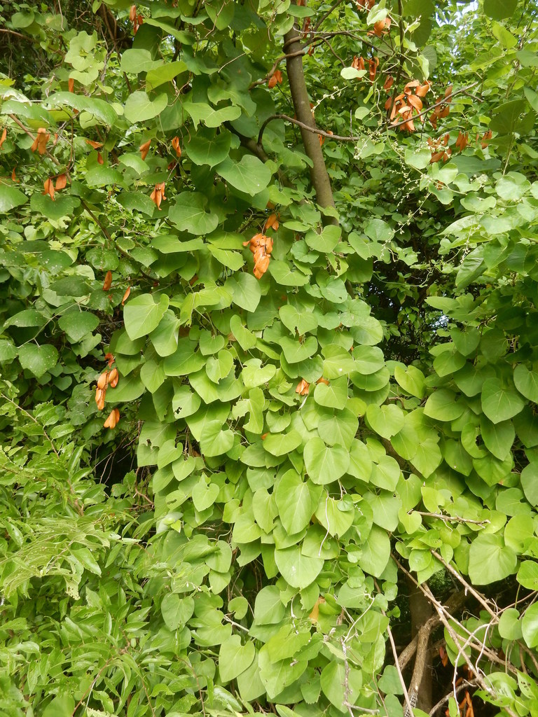 Woolly Dutchman S Pipe From Tarrant County Us Tx Us On June