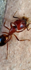 Camponotus nylanderi