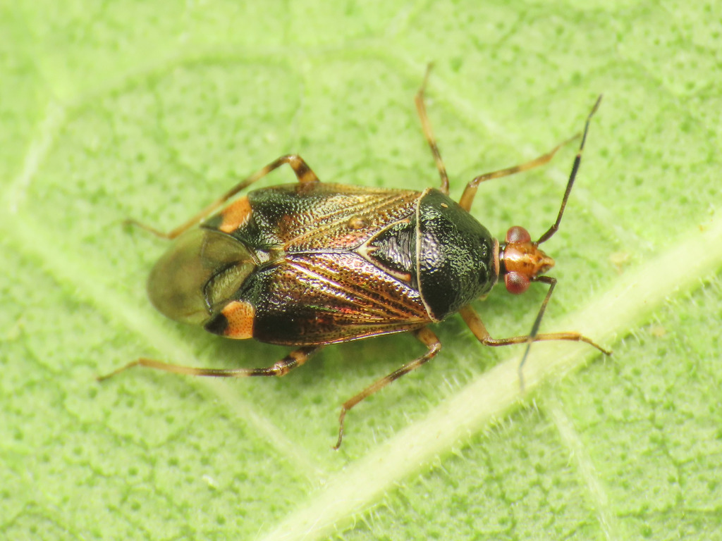 Deraeocoris flavilinea