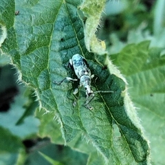 Phyllobius pomaceus