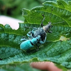 Phyllobius pomaceus