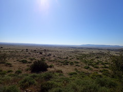 Melolobium microphyllum