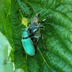Phyllobius pomaceus