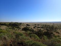 Melolobium microphyllum