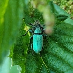 Phyllobius pomaceus