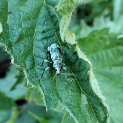 Phyllobius pomaceus