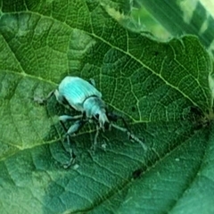 Phyllobius pomaceus