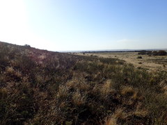 Melolobium microphyllum