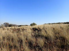 Melolobium microphyllum