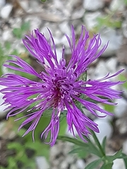 Centaurea ambigua