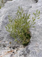 Draba cuspidata