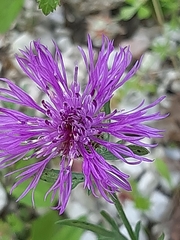 Centaurea ambigua
