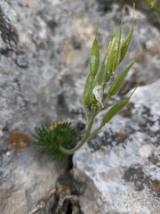 Draba cuspidata