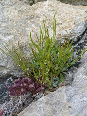 Arabis caucasica