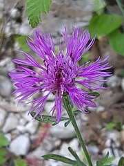 Centaurea ambigua