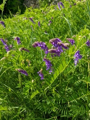 Vicia cassubica