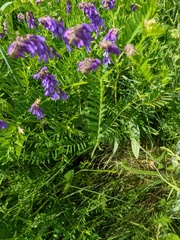 Vicia cassubica