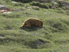 Marmota baibacina