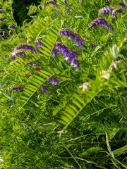 Vicia cassubica