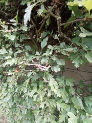 Crataegus monogyna