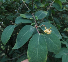 Lonicera micrantha