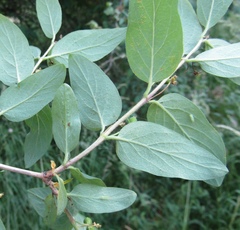 Lonicera micrantha
