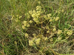 Trinia glauca