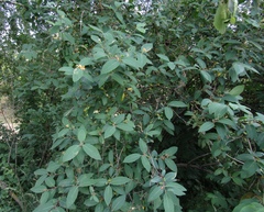 Lonicera micrantha