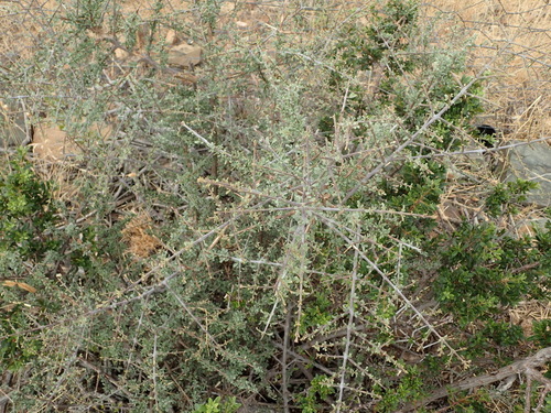 Image of Rhigozum obovatum by (c) Nicola van Berkel, some rights reserved (CC BY-SA)