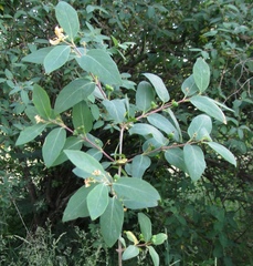 Lonicera micrantha