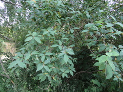 Lonicera micrantha