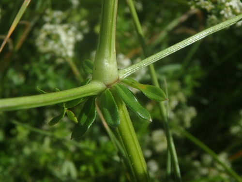 Statusis lipikas nuotrauka