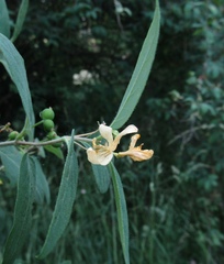 Lonicera micrantha